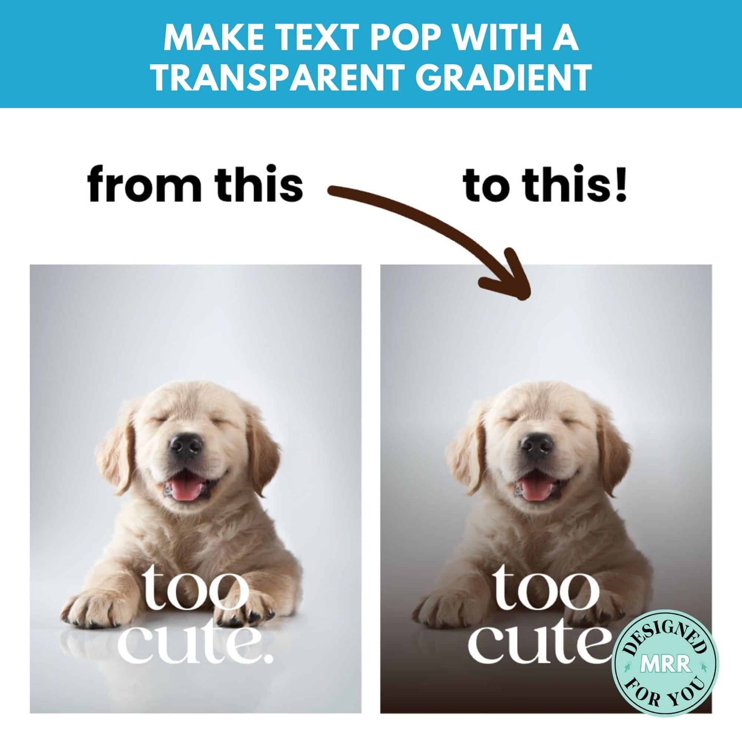 The Ultimate Canva Guide with MRR